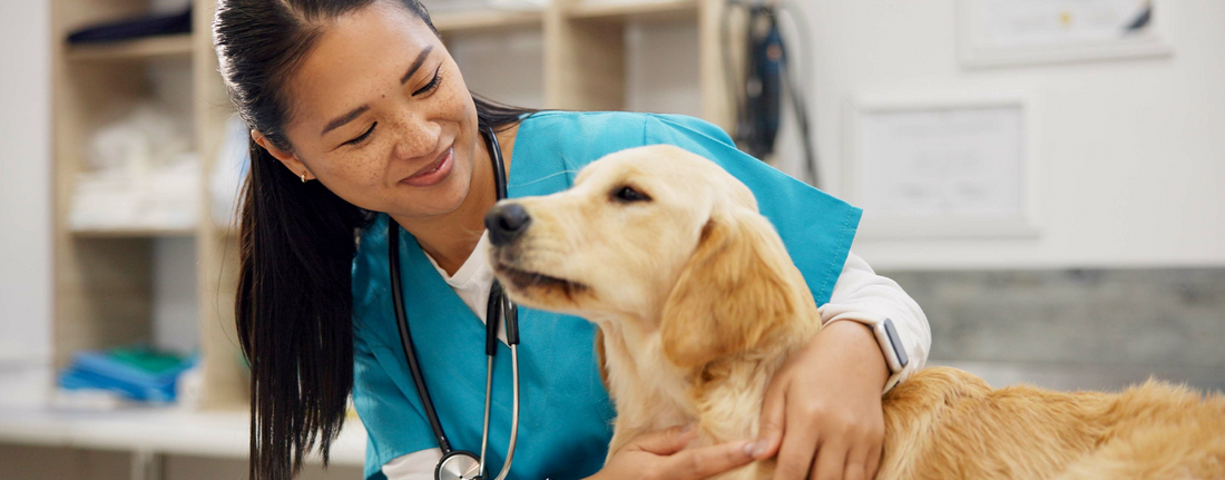 Paw-sitively Perfect Uniforms: What Every PPD Needs to Know About Veterinary Scrubs